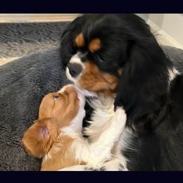 Cavalier King Charles Spaniel puppies from STARGAZER CAVALIERS