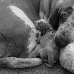 Basset Hound Puppies from Houndful Hearts