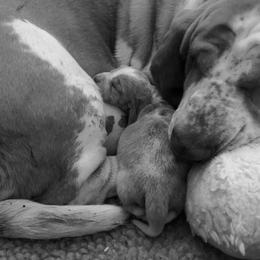 Basset Hound Puppies from Houndful Hearts