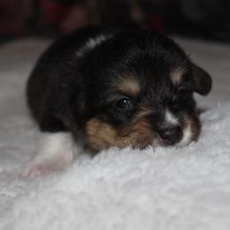 Hershey - Black and tan female Pembroke Welsh Corgi puppy in Washington from Castle View Royal Rumps