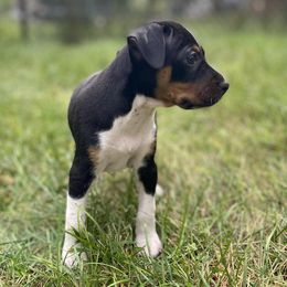 Nyx - Black white and tan male Rat Terrier puppy in Iowa Falls, Iowa from Hawthorne Terriers