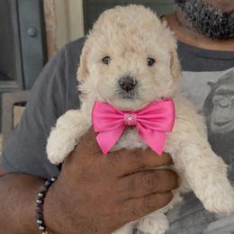 Diamond - Cream female Goldendoodle puppy in Richmond, Texas from Harper’s Heartbeats
