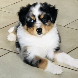 Miniature American Shepherd Puppies from Meadow Run Mini American Shepherds