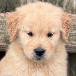 Murphy - Light golden male Golden Retriever puppy in Saint Pauls, North Carolina from Copperfield’s Goldens