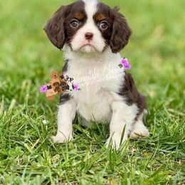 Royal - Cavalier King Charles Spaniel