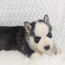 Lucy - Black and white female Siberian Husky puppy in Hebron, Kentucky from Glacier Run Huskies
