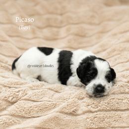 Picaso - Black male Australian Labradoodle puppy in Hurricane, Utah from Red Desert Doodles