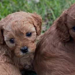 Cavapoos from Door County Cavapoo