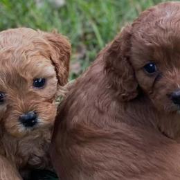 Cavapoos from Door County Cavapoo