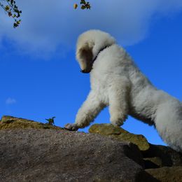 Poodle Puppies from D and D Standard Poodles