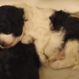 Boy one - Parti male Poodle puppy in East Providence, Rhode Island from Marta's Cavaliers