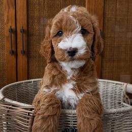 Bear - Red  male Goldendoodle puppy in Gilbert, Arizona from Doodle Bliss