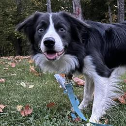 Border Collies from Broad Meadow Borders