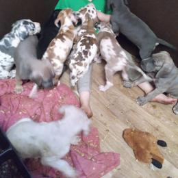 Great Dane Puppies from Monarch Danes