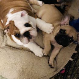 English Bulldog Puppies from Bullberry Farm