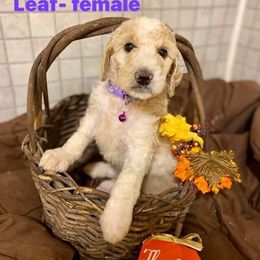 Poodle Puppies from Old Wire Puppies