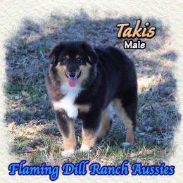 Takis - Black tri male Toy Australian Shepherd puppy in Forestburg, Texas from Flaming Dill Ranch Aussies