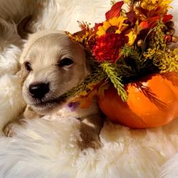 Dolly Parton - Cream female Dachshund puppy in Waynesboro, Tennessee from Owl Hollow Farm Miniature Dachshunds