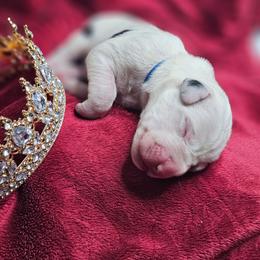 Prince William - Harlequin male Great Dane puppy in Brookings, South Dakota from Debonair Danes