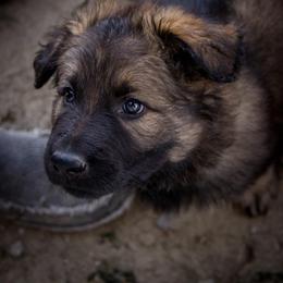 German Shepherd Puppies from Journey's German Shepherds (Kennel Vom Himmel)