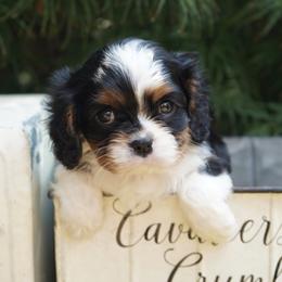 Dalton - Tri-color male Cavalier King Charles Spaniel puppy in Lula, Georgia from Cavaliers by Crumley