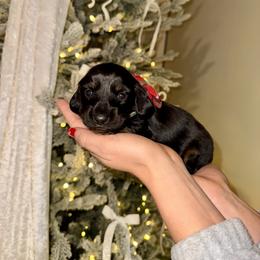 Dachshund Puppies from Doodle Bugs Doxies