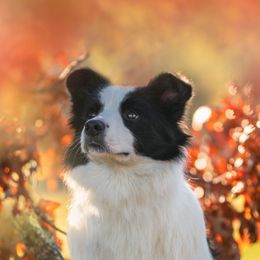 Border Collies from White Rabbit Border Collies