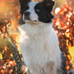 Border Collies from White Rabbit Border Collies
