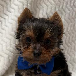 Mr Blue - Black and tan male Yorkshire Terrier puppy in Lexington, North Carolina from Silver Valley Yorkies