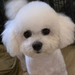 JUNE - Bichon Frise