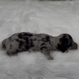 Black and Tan Dapple Longhair Boy (lighter) - Dapple male Dachshund puppy in Killeen, Texas from Southern Dachshunds