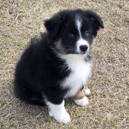 Boy 5 - male Australian Shepherd puppy in Lakeland, Florida from Diamond P Australian Shepherds