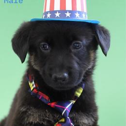 King - Black and cream male German Shepherd puppy in De Land, Florida from 3B’s Animal Artistry