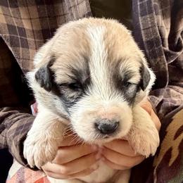 Villaroy- brown - Badger male Colorado Mountain Dog puppy in Cotopaxi, Colorado from Once Upon A Moose (OUM)