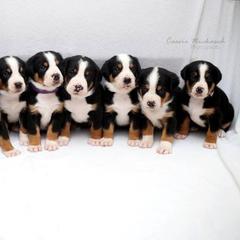Greater Swiss Mountain Dog and Nederlandse Kooikerhondje Puppies from Ambermoon Kooikerhondje Blackamber Greater Swiss Mountain Dogs