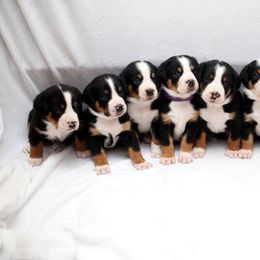 Greater Swiss Mountain Dog and Nederlandse Kooikerhondje Puppies from Ambermoon Kooikerhondje Blackamber Greater Swiss Mountain Dogs