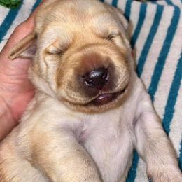 Labrador Retriever Puppies from Lonedove Kennels