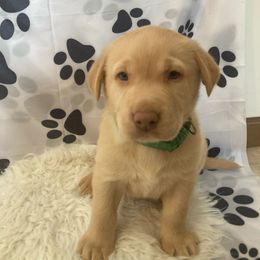 Steve-Green collar - Yellow male Labrador Retriever puppy in New London, Ohio from C&R Prestige Labrador Retrievers