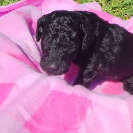 Poodle Puppies from C&K's Poodle Patch