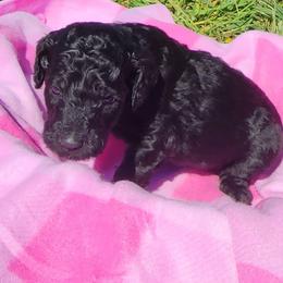 Poodle Puppies from C&K's Poodle Patch
