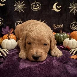 Maple - Cream female Goldendoodle puppy in Indiana, Pennsylvania from Kathy's Doodles