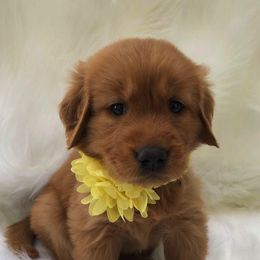 Golden Retriever Puppies from Bella Mia Goldens