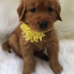 Golden Retriever Puppies from Bella Mia Goldens