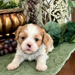 William - Blenheim male Cavatzu puppy in Oklahoma from Rocky Oak Cavaliers & Biewer Terriers LLC