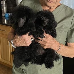 Poodle puppies from Karamba Toy Poodles