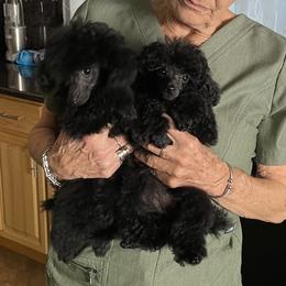 Poodle puppies from Karamba Toy Poodles