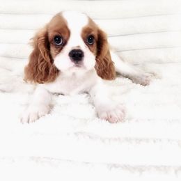 Uno - Blenheim male Cavalier King Charles Spaniel puppy in Wilburton, Oklahoma from My Kids Kennel