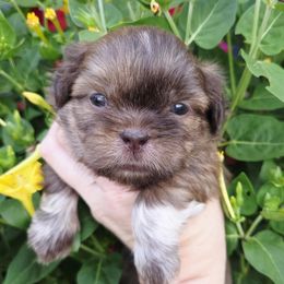 Chocolate Boots - Liver male Shih Tzu puppy in Vinita, Oklahoma from Locust Creek Shih Tzu & Havanese