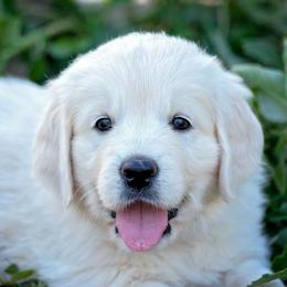 Golden Retriever Puppies from Trusted Valley Retrievers