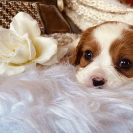 Cavalier King Charles Spaniel Puppies from Sunset Valley Cavaliers